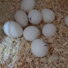 تخم نطفه دار انواع طوطی سانان