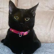 واگذاری گربه مشکی ماده به فرد دارای شرایط