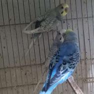 عروس هلندی گرینچیک مرغ عشق فنچ طوطی ملنگو سبز