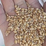 گندم تمیز بوجاری