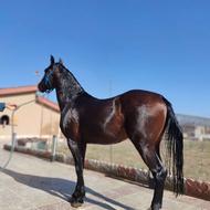 اسب نریان درشور