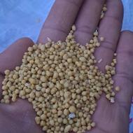 کود شیمیایی فسفات