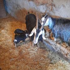 بز شیرازی دوقلو زا