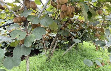 3361 متر باغ گیوی