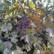 فروش انواع نهال میوه های قیمتی