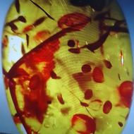 کهربا آویز اصل