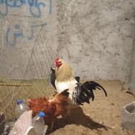 خروس محلی 1ساله