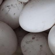 تخم غاز نطفه دار