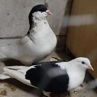 کفتر افغانی