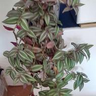 انواع گل و گیاه زیبا