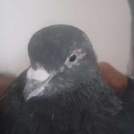 نر سرور سیاه