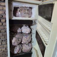 تلفات مرغ تازه غذای سگ