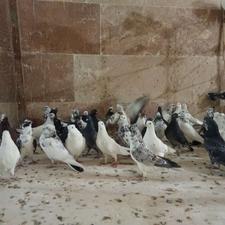 بارجدید کفتر مون رسید