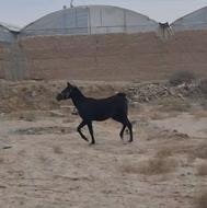 کره اسب کرد