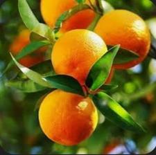 حرص درختان.