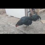 خروس سیاه گالاس