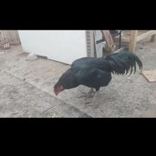 خروس سیاه گالاس