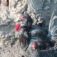 مرغ خروس گلین طوسی برهما ایام سمانی ویاندوت پیلوت