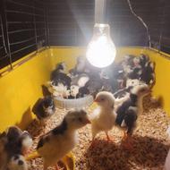 جوجه گلین باکیفیت