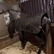 اسب نریان سوز باری و سواری