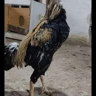 سلام یک خروس لاری افغانی