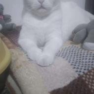 حیوانات خانگی