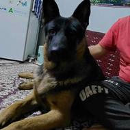 واگذاری سگ ژرمن نر یازده ماهه