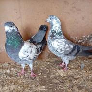 کفتر همچی تمام