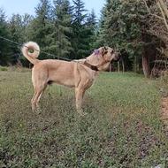 سگ سراب واگذاری