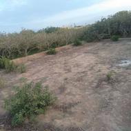 فروش زمین کشاورزی، قابل تبدیل به خونه باغ