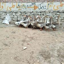 فروش غاز محلی و دورگه