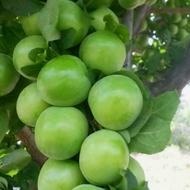 نهال گوجه سبز ترش صادراتی کیفیت درجه 1