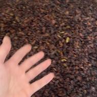 کشمش خرمایی