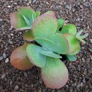 فروش گل و گیاه آپارتمانی