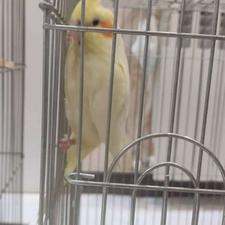 عروس هلندی جوجه و مولد