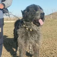 سگ قدرجونی اصل