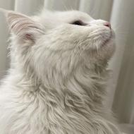 پرشین نر 4میلیون