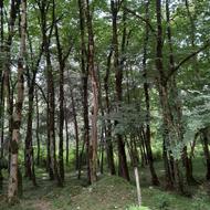 زمین مسکونی