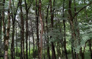 زمین مسکونی