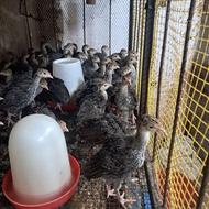 بوقلمون برنز و بیوتی در سنین مختلف