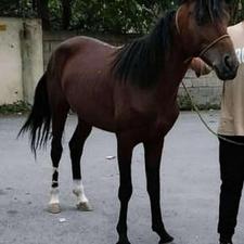 اسب کرد نریان