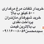 مرغ تلفاتی تلفات مرغ خریدارم