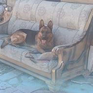 سگ بسیار خوبی و بازی گوشه