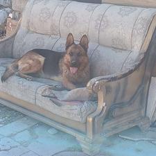 سگ بسیار خوبی و بازی گوشه