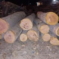 خرید و قطع انواع درختان باغی