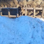 توله سگ سرابی ماده