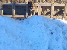 توله سگ سرابی ماده در شیپور