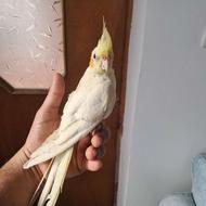 عروس هلندی لوتینو دونخور