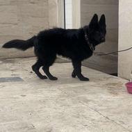 واگذاری ژرمن بلک شولاین شیبدار ماده اصیل