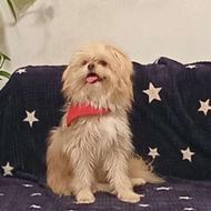 سگ ماده شیتزو واگذار